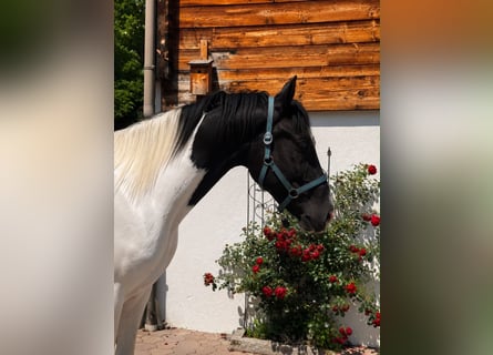 Österreichisches Warmblut, Wallach, 3 Jahre, 168 cm, Schecke