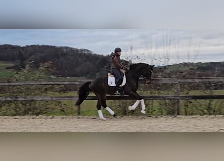 Österreichisches Warmblut, Wallach, 3 Jahre, 170 cm, Schwarzbrauner