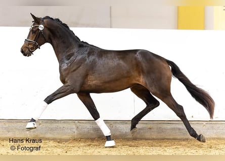 Österreichisches Warmblut, Wallach, 3 Jahre, 171 cm, Brauner