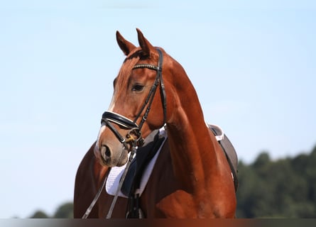 Österreichisches Warmblut, Wallach, 3 Jahre, 173 cm, Fuchs