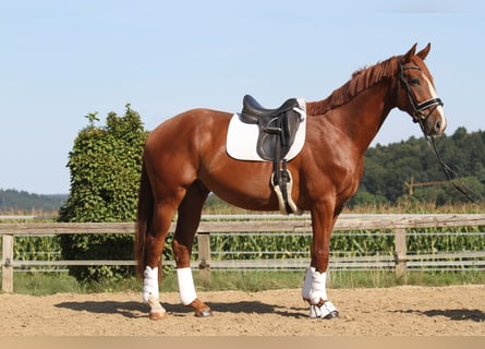 Österreichisches Warmblut, Wallach, 3 Jahre, 173 cm, Fuchs