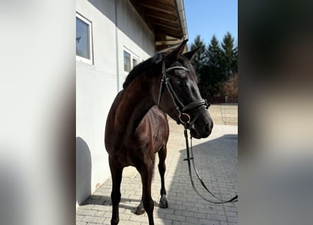 Österreichisches Warmblut, Wallach, 4 Jahre, 158 cm, Rappe