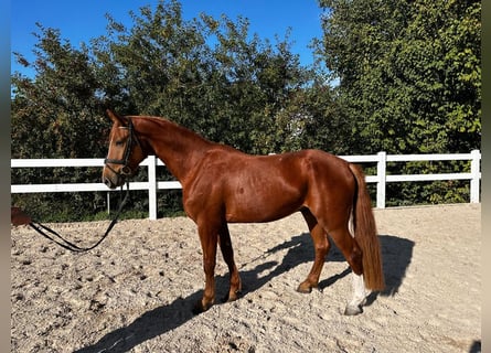 Österreichisches Warmblut, Wallach, 4 Jahre, 165 cm, Fuchs