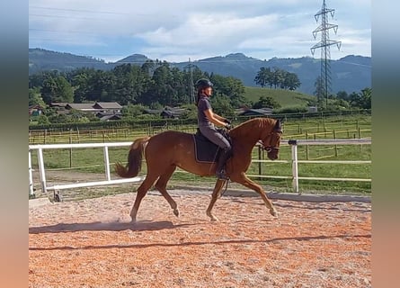 Österreichisches Warmblut, Wallach, 4 Jahre, 168 cm