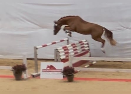 Österreichisches Warmblut, Wallach, 4 Jahre, 168 cm, Fuchs