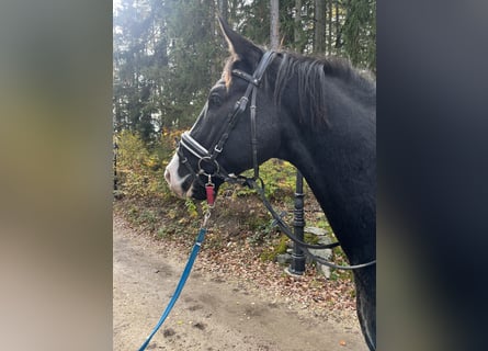 Österreichisches Warmblut, Wallach, 4 Jahre, 168 cm, Rappe