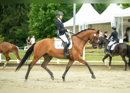 Österreichisches Warmblut, Wallach, 4 Jahre, 171 cm, Brauner