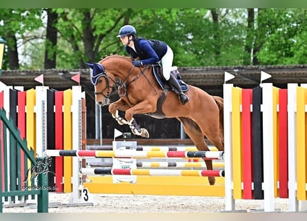 Österreichisches Warmblut, Wallach, 5 Jahre, 165 cm, Fuchs