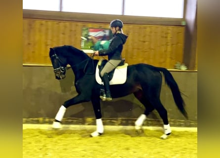 Österreichisches Warmblut, Wallach, 5 Jahre, 166 cm, Schwarzbrauner