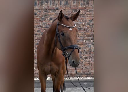 Österreichisches Warmblut, Wallach, 5 Jahre, 172 cm, Brauner