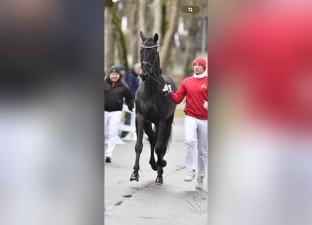 Österreichisches Warmblut, Wallach, 5 Jahre, 173 cm, Rappe