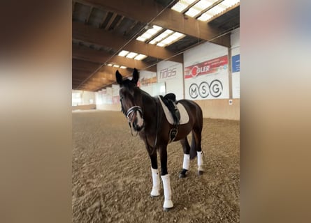 Österreichisches Warmblut, Wallach, 5 Jahre, Dunkelbrauner