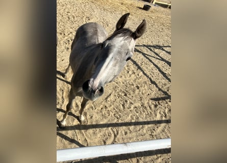Österreichisches Warmblut, Wallach, 5 Jahre, Schimmel