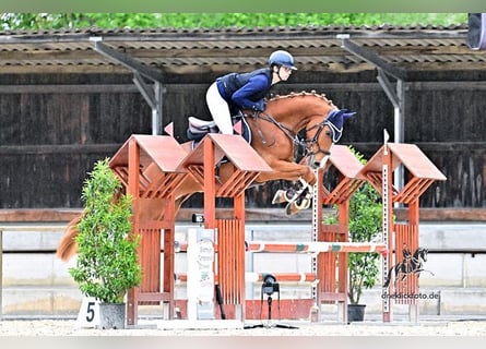 Österreichisches Warmblut, Wallach, 6 Jahre, 165 cm, Fuchs