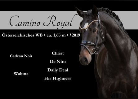 Österreichisches Warmblut, Wallach, 6 Jahre, 165 cm, Schwarzbrauner