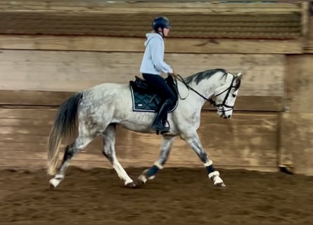 Österreichisches Warmblut, Wallach, 6 Jahre, 167 cm, Schimmel