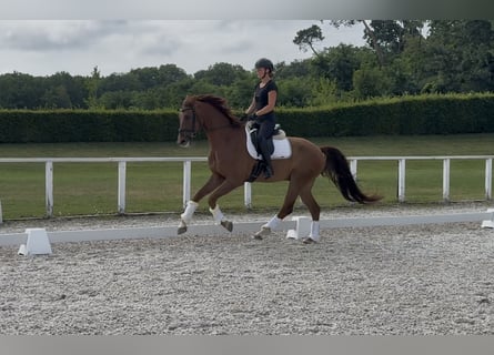 Österreichisches Warmblut, Wallach, 6 Jahre, 170 cm, Dunkelfuchs