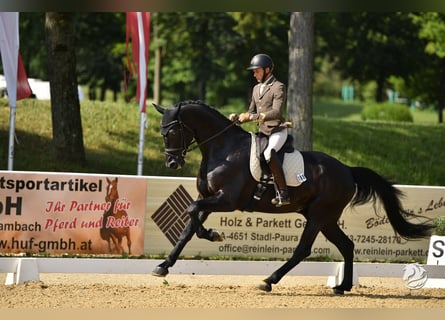 Österreichisches Warmblut, Wallach, 6 Jahre, 172 cm, Rappe