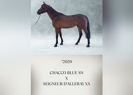 Österreichisches Warmblut, Wallach, 6 Jahre, Brauner