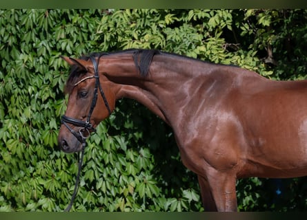Österreichisches Warmblut, Wallach, 7 Jahre, 172 cm, Brauner