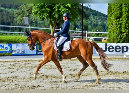 Österreichisches Warmblut, Wallach, 7 Jahre, 174 cm, Dunkelfuchs