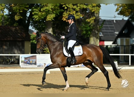 Österreichisches Warmblut, Wallach, 7 Jahre, Brauner