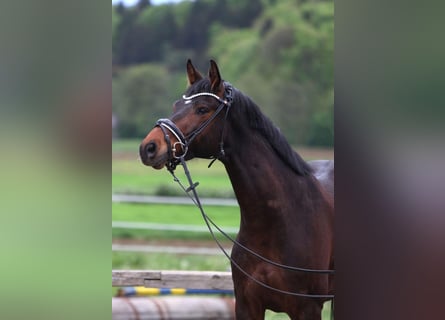 Österreichisches Warmblut, Wallach, 8 Jahre, 163 cm, Brauner