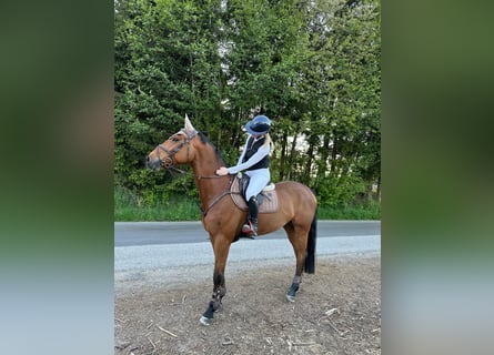 Österreichisches Warmblut, Wallach, 8 Jahre, 168 cm, Brauner