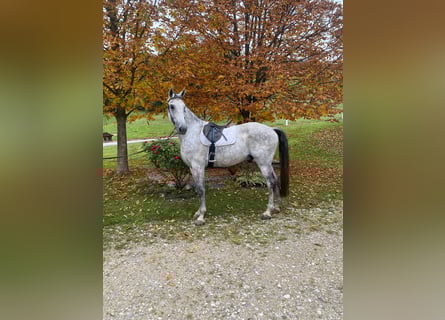 Österreichisches Warmblut, Wallach, 8 Jahre, 172 cm, Apfelschimmel