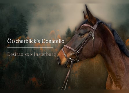 Österreichisches Warmblut, Wallach, 9 Jahre, 167 cm, Brauner