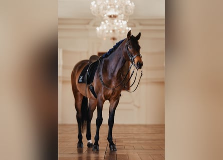 Österreichisches Warmblut, Wallach, 9 Jahre, 175 cm, Brauner