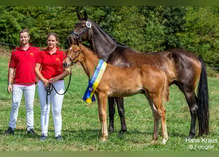 Österrikiskt varmblod, Hingst, 1 år, 169 cm, fux