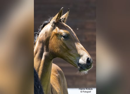 Österrikiskt varmblod, Hingst, 1 år, Brun