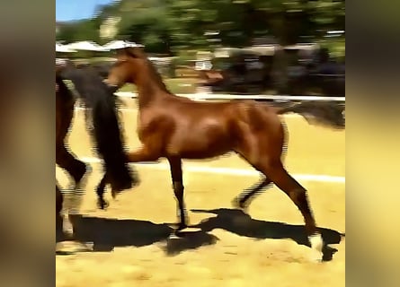 Österrikiskt varmblod, Hingst, Föl (06/2024), Brun