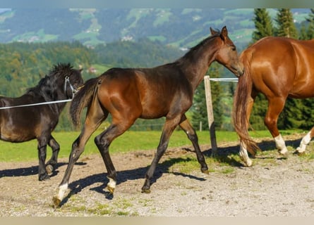 Österrikiskt varmblod, Hingst, Föl (04/2023), Brun
