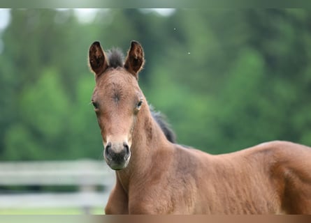 Österreichisches Warmblut, Stute, Fohlen (05/2024), Brauner