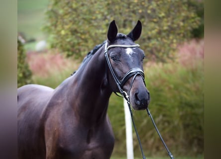 Österrikiskt varmblod, Valack, 3 år, 167 cm, Mörkbrun
