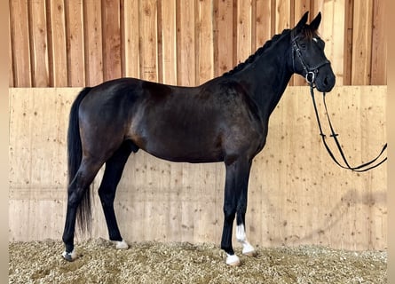 Österreichisches Warmblut, Wallach, 4 Jahre, 170 cm, Rappe