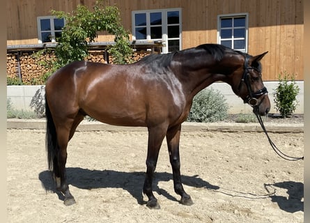 Österrikiskt varmblod, Valack, 6 år, 163 cm, Mörkbrun