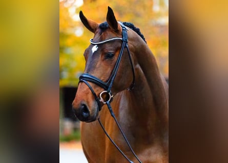 Belgisch Warmbloed, Hengst, 12 Jaar, 176 cm, Bruin