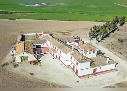 Ref2525FS Andalusien, nahe Sevilla - authentischer Cortijo zu verkaufen!