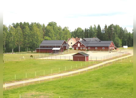Schweden - Einzigartiger Pferdehof zum Verkauf angeboten!