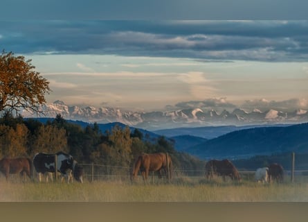 SecretSale – hochwertige Pferdeimmobilie in Südbaden V13084