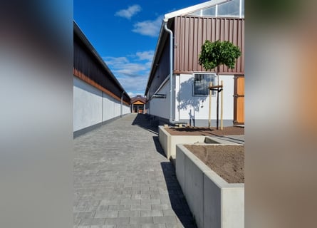 Partner do szkolenia młodych koni skokowych