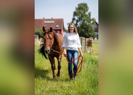 Reining-Begeisterte Stallhilfe und Trainer-Assistent