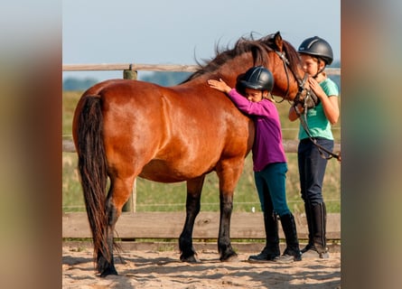 Reitlehrer/in gesucht!