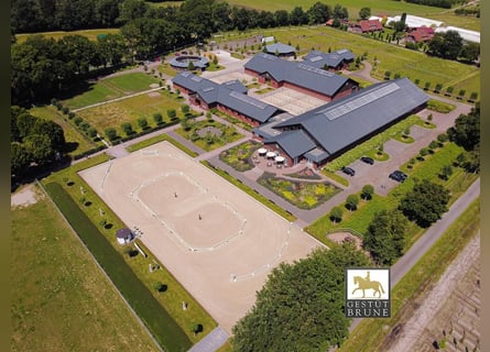 Poszukujemy opiekuna koni (m/k/d)