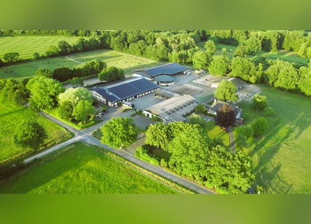 Mitarbeiter/Mitarbeiterin gesucht zum Pferde rein- und rausstellen, longieren.