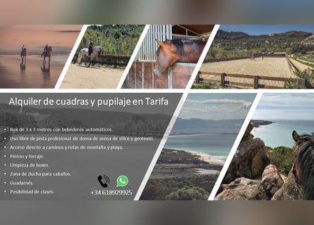 Stables and paddock for rent, and livery service in Tarifa (Cádiz)
