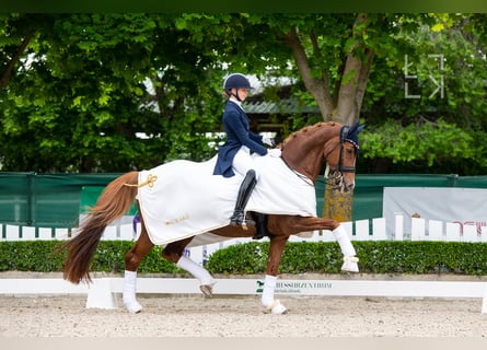 International erfolgreiche Grand Prix Reiterin bietet Online Unterricht an